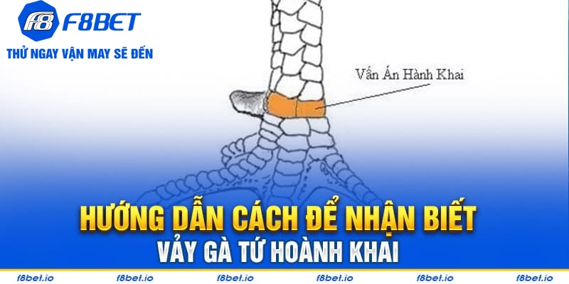 Cách để nhận biết vảy gà tứ hoành khai dễ dàng