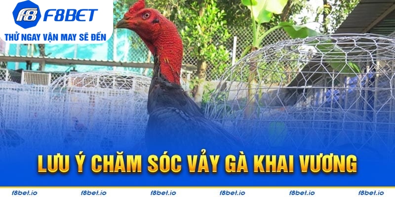 Lưu ý chăm sóc vảy gà khai vương không phải ai cũng biết