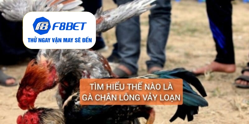 Tìm hiểu gà chân lông vảy loạn là gì?
