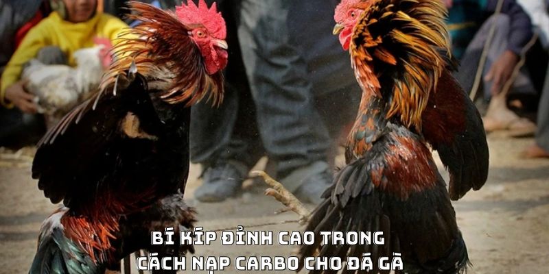 Bí kíp đỉnh cao trong cách nạp carbo cho gà đá