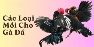 Các Loại Mồi Cho Gà Đá Bổ Sung Dinh Dưỡng Chuẩn Khoa Học